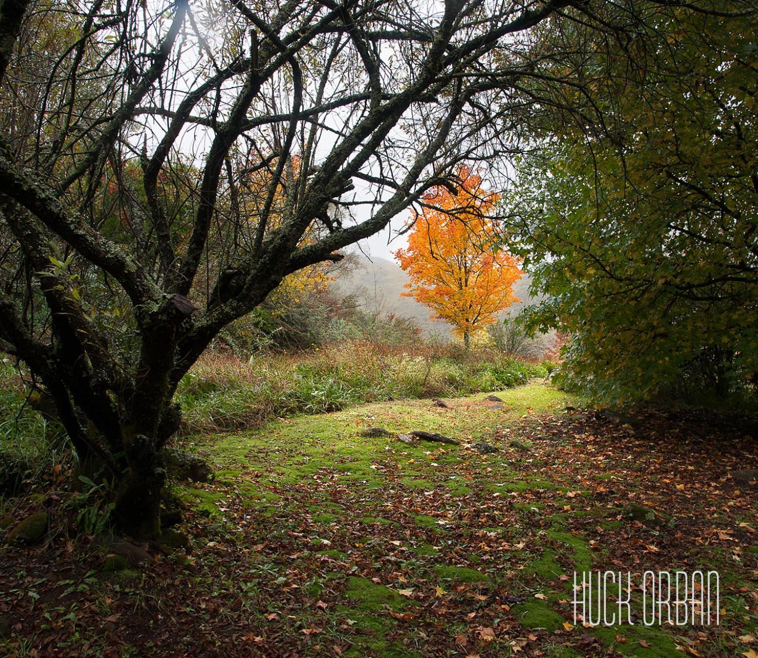 Birches Cottage & The Willows Garden Room Underberg Exterior foto